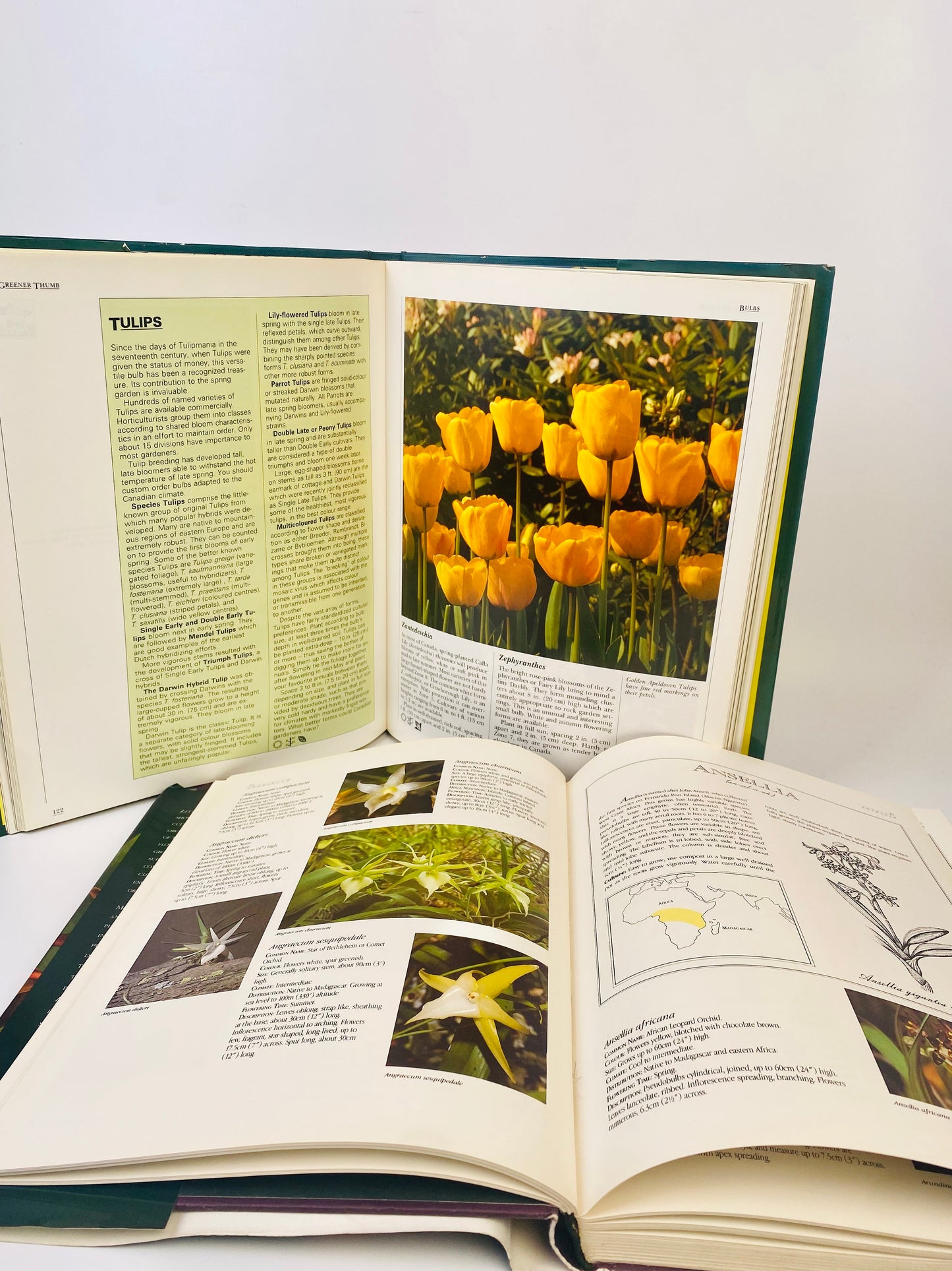 90年代 英文植物書籍 A Greener Thumb&世界蘭花